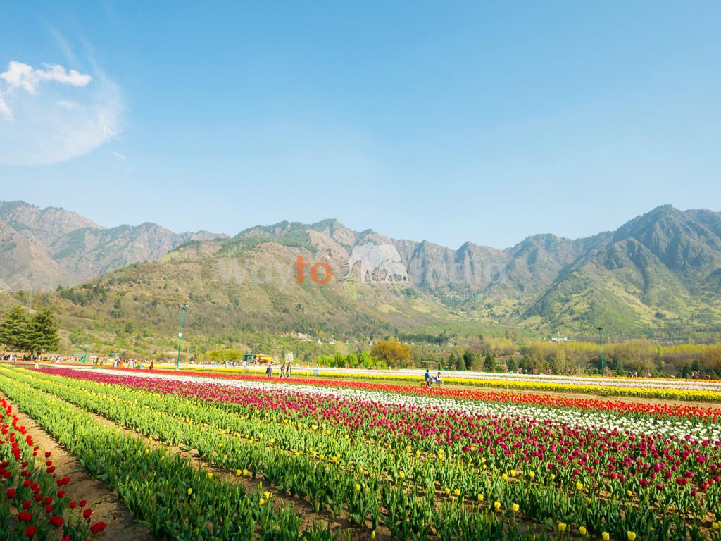 克什米尔郁金香节