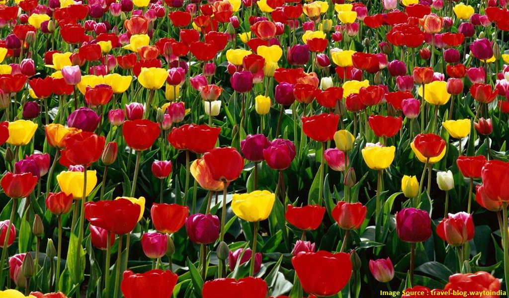 印度五月的集市和节日:国际花卉节